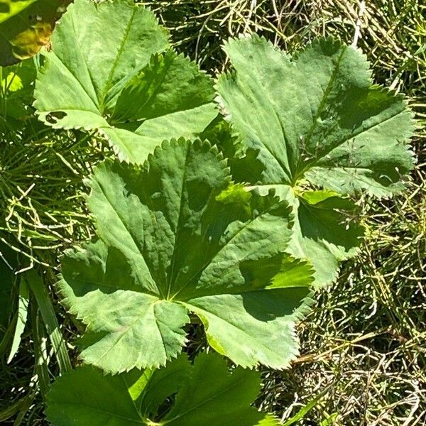 Alchemilla glabra Liść