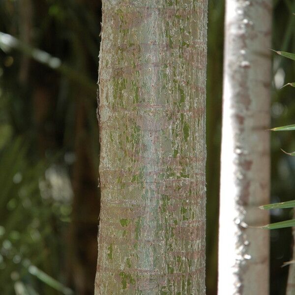 Ficus pseudopalma Kůra