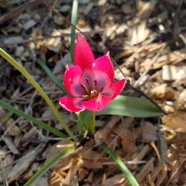 Tulipa clusiana Flower