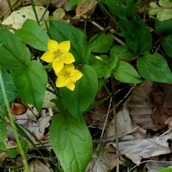 Lysimachia nemorum Habit