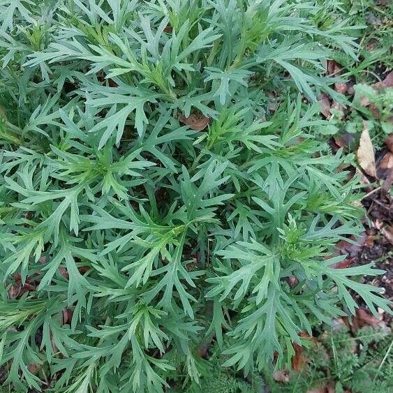 Argyranthemum frutescens Leaf