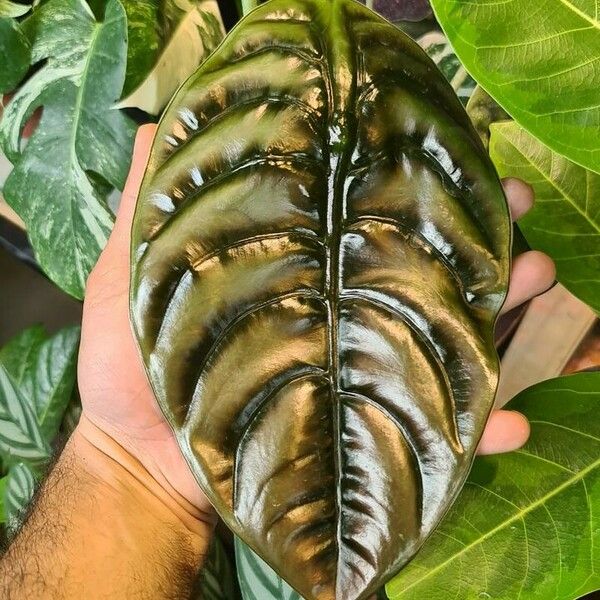 Alocasia cuprea Folla