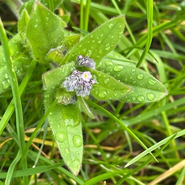 Myosotis arvensis Листок