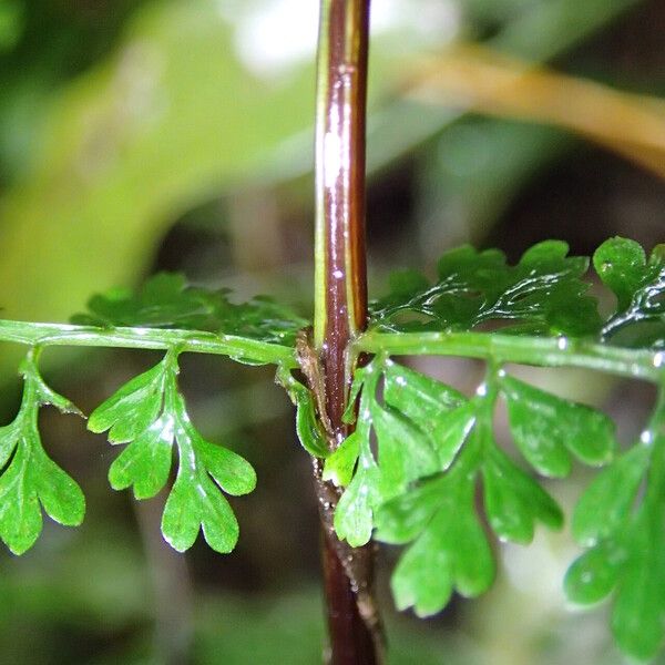 Asplenium abyssinicum Leaf