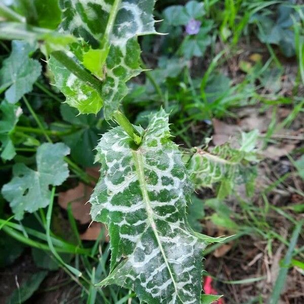 Silybum marianum Folha