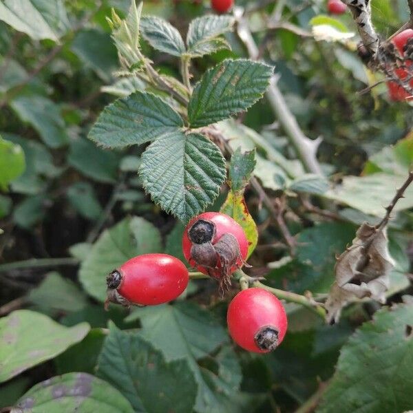 Rosa rubiginosa ഫലം