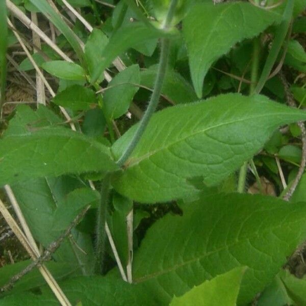 Knautia dipsacifolia Leaf