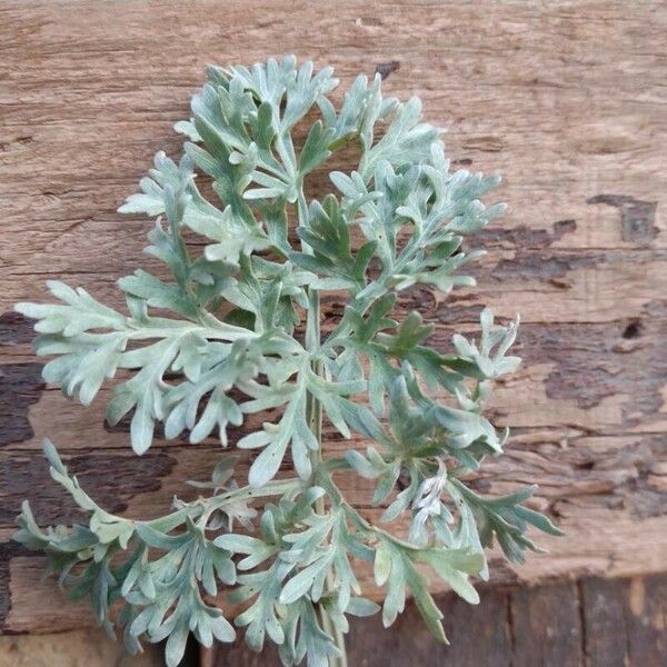 Artemisia absinthium Leaf