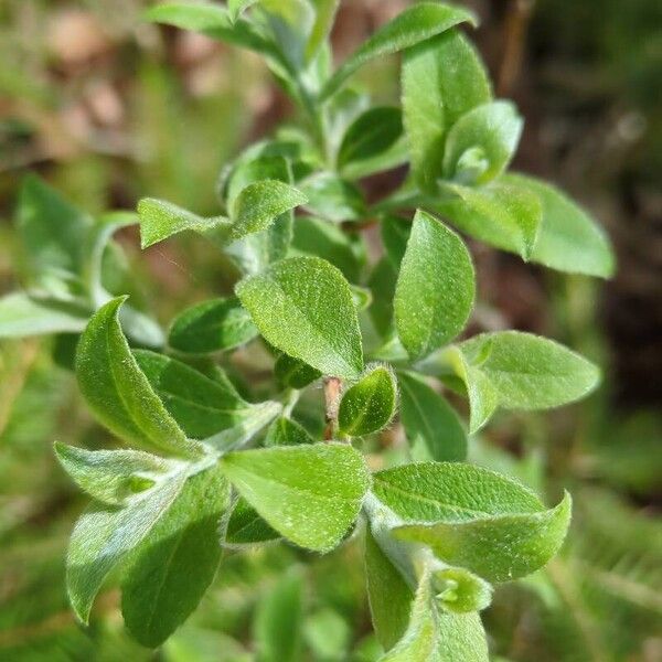 Salix cinerea Leaf