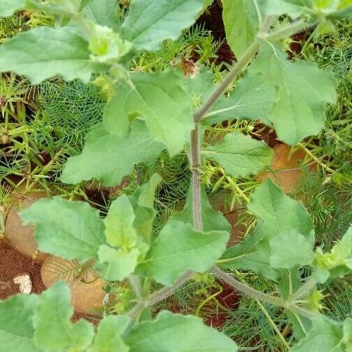 Acanthospermum hispidum Leaf