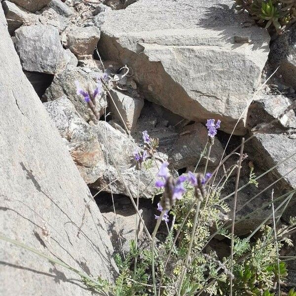 Lavandula multifida Kukka