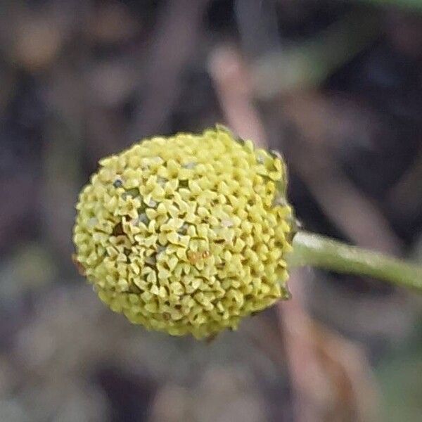 Acmella oleracea Květ