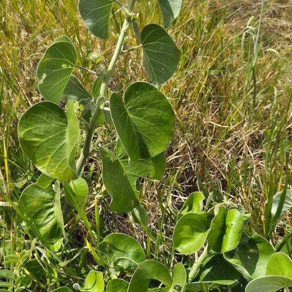 Ipomoea spathulata 葉