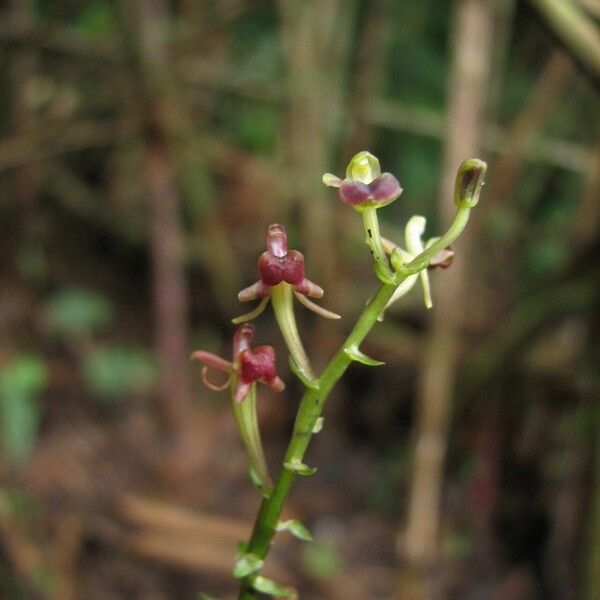 Liparis nervosa Blomma