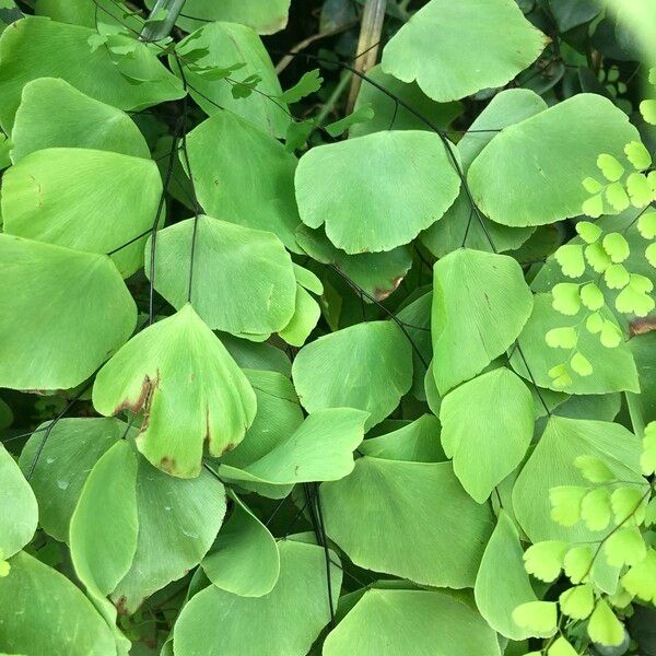 Adiantum peruvianum Leaf