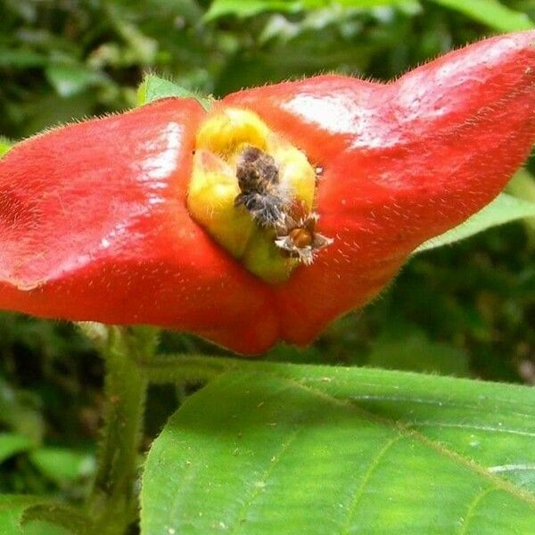 Psychotria poeppigiana Flower