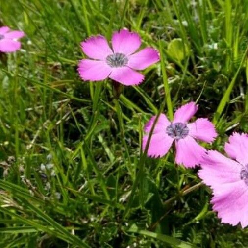 Dianthus pavonius Flor