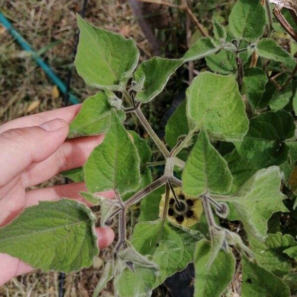 Physalis peruviana Leaf