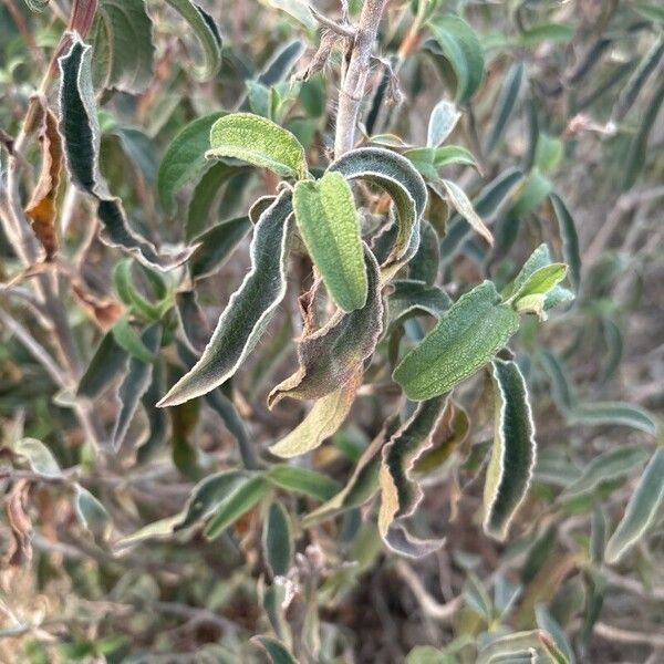 Cistus symphytifolius Leaf