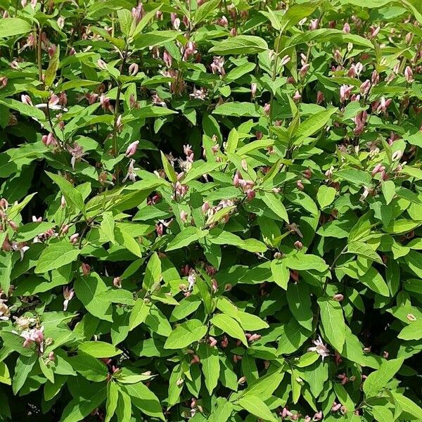 Lonicera tatarica Листок