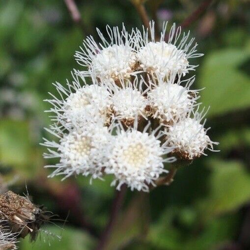 Ageratina adenophora Цветок