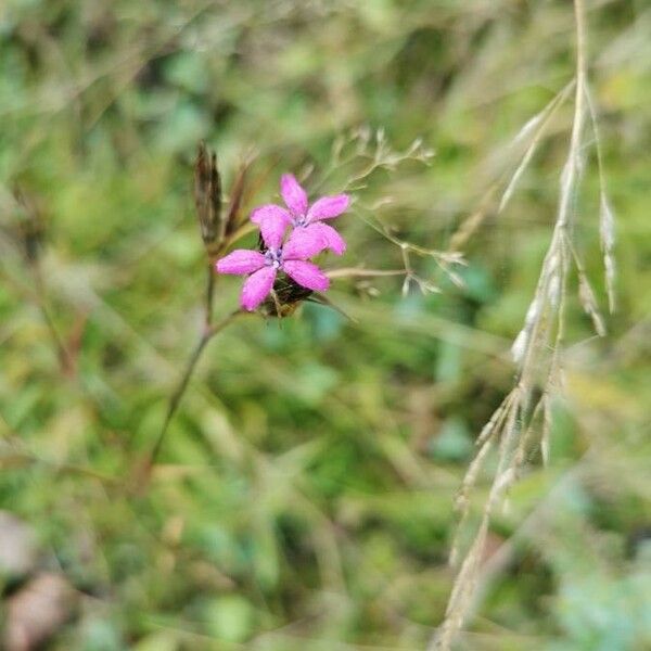 Dianthus armeria Цвят