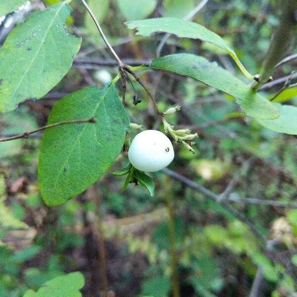 Symphoricarpos albus Плід