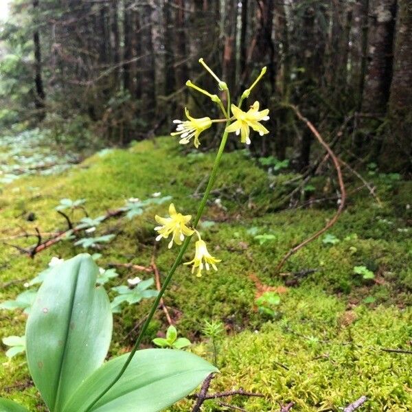 Clintonia borealis Blüte