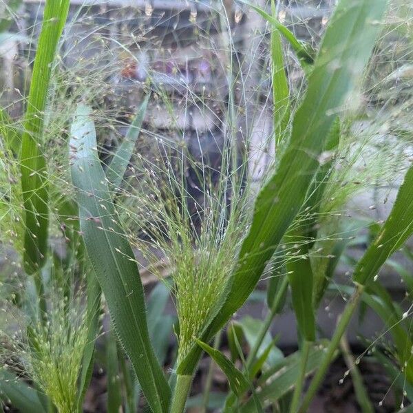 Panicum capillare Flors