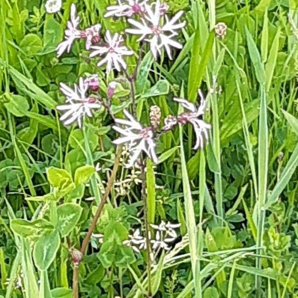 Lychnis flos-cuculi Blomma