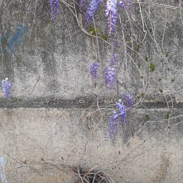 Wisteria sinensis Alkat (teljes növény)