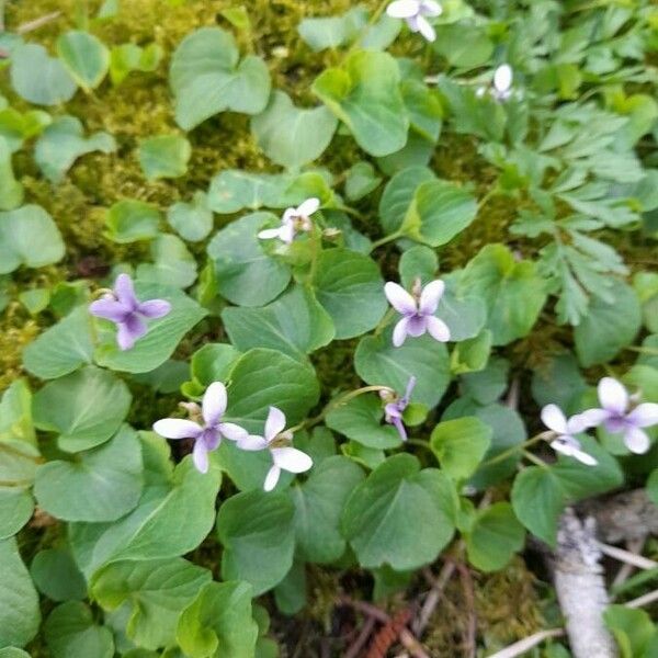 Viola palustris Flower