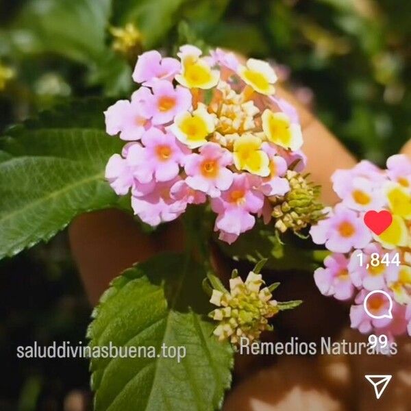 Lantana camara Flor