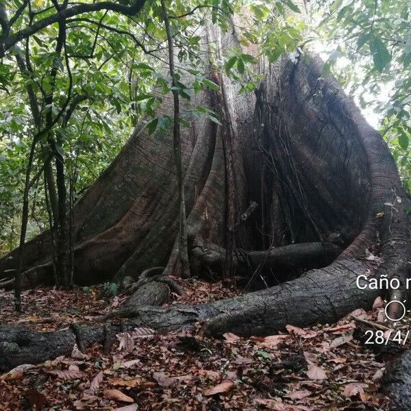 Ceiba pentandra ᱪᱷᱟᱹᱞᱤ