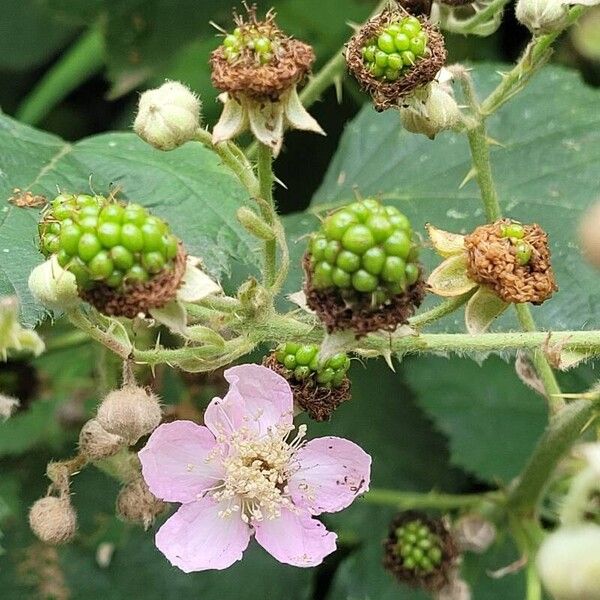 Rubus armeniacus Floro