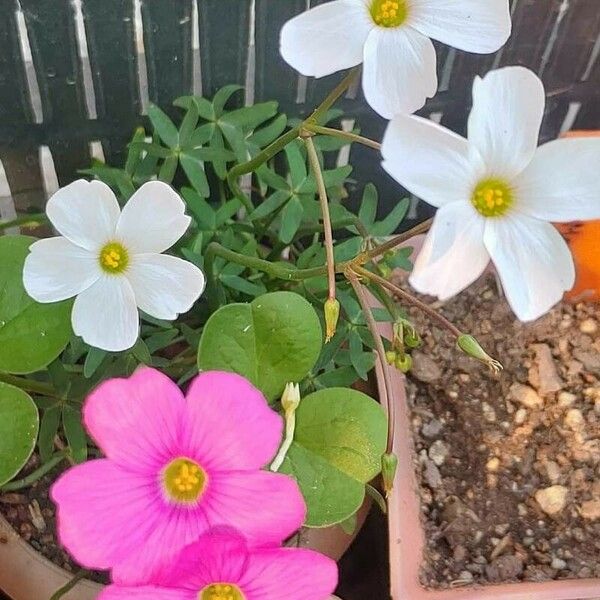 Oxalis purpurea Frunză