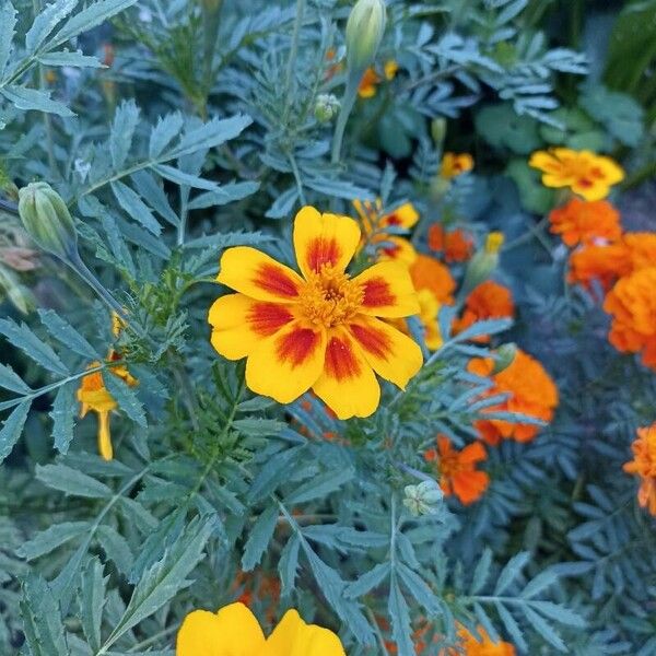 Tagetes tenuifolia Floare