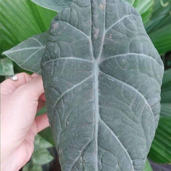 Alocasia longiloba पत्ता