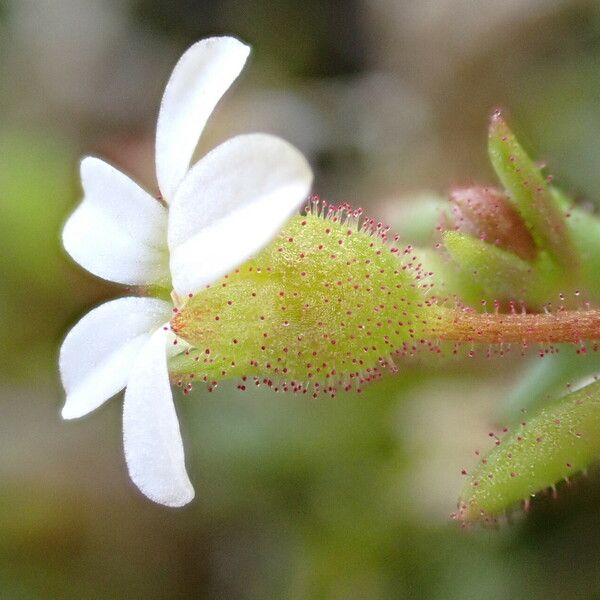 Saxifraga tridactylites Flors