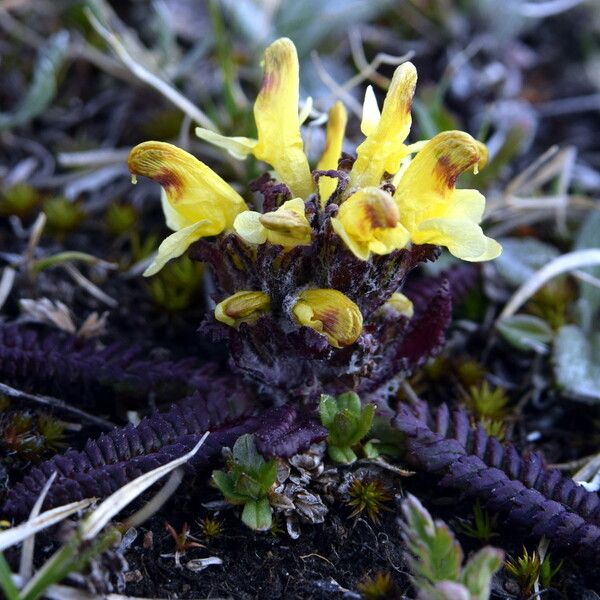 Pedicularis oederi Ŝelo