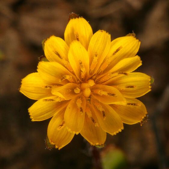 Agoseris heterophylla Flower