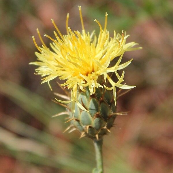 Centaurea collina Kvet