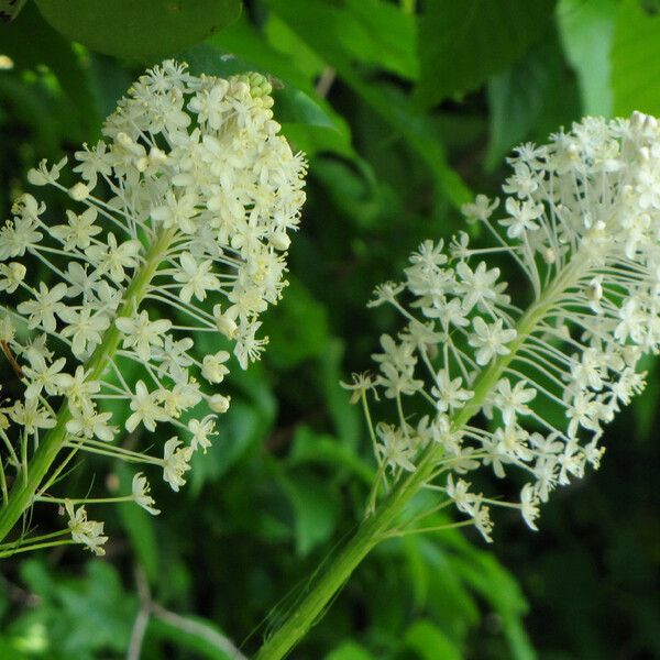 Xerophyllum asphodeloides Flower