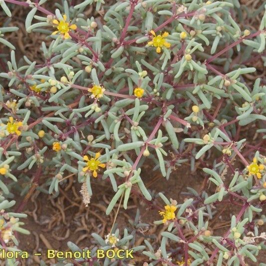 Zygophyllum simplex Habitus