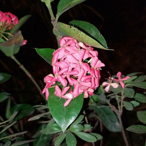 Ixora coccinea Blomst