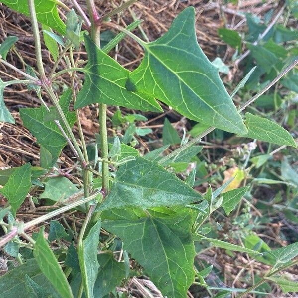 Atriplex prostrata Liść