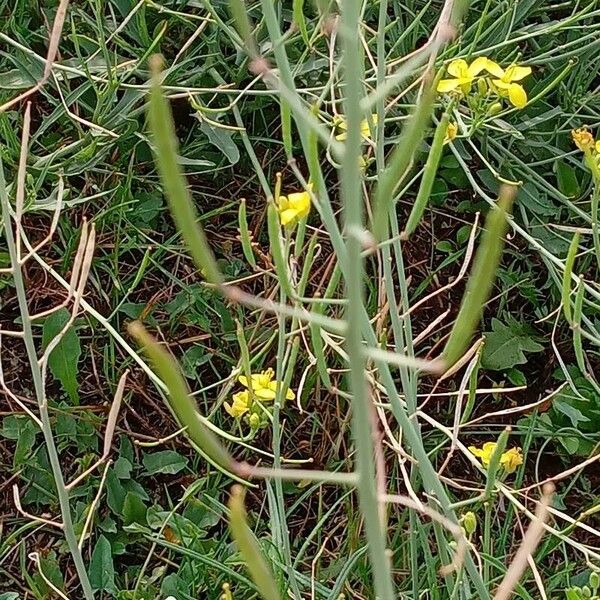 Diplotaxis tenuifolia Плод