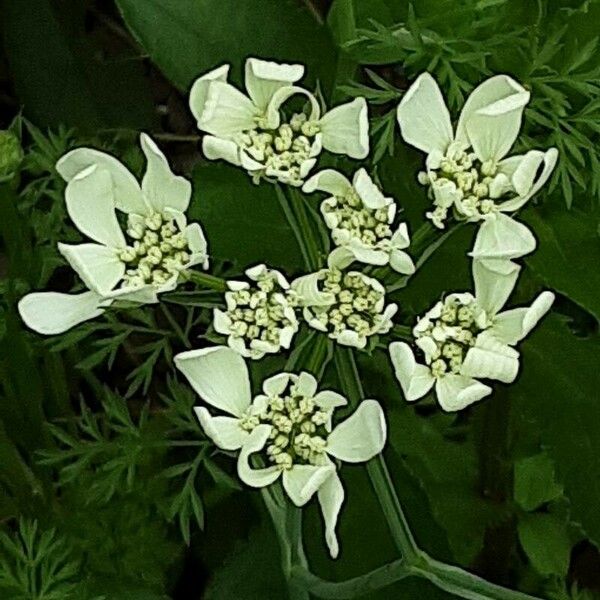 Orlaya grandiflora പുഷ്പം
