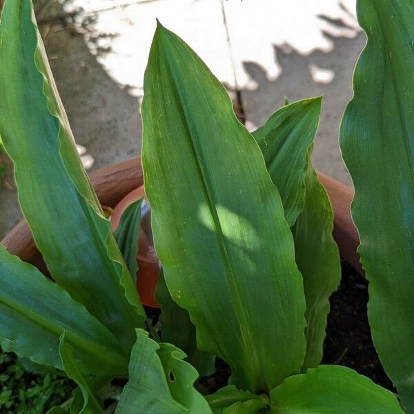 Scadoxus multiflorus Листок