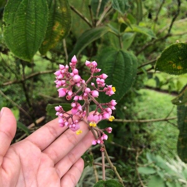 Miconia subcrustulata